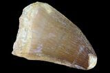Mosasaur (Prognathodon) Tooth #87641-1